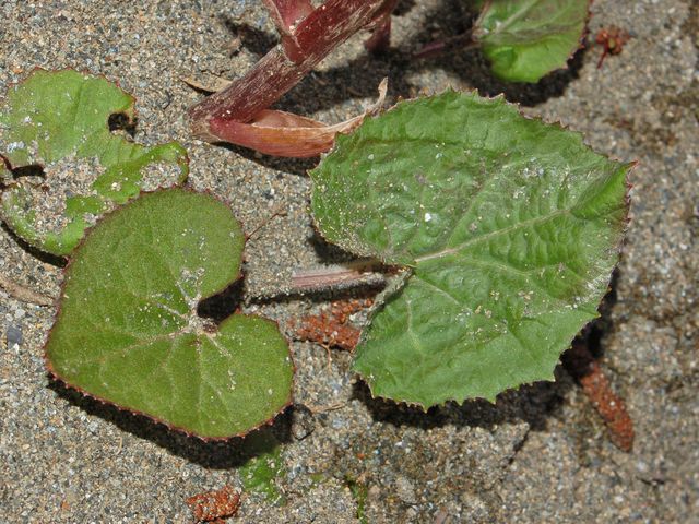 Petasites hybridus